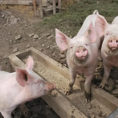 Ferienhuette Zetzhirsch 아파트 바이츠