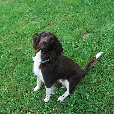 아파트 Ferienhuette Zetzhirsch *