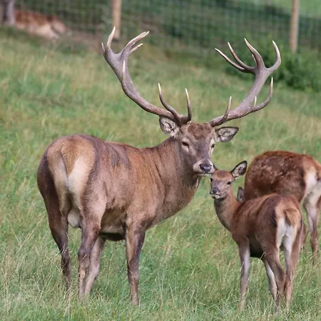 Ferienhuette Zetzhirsch *