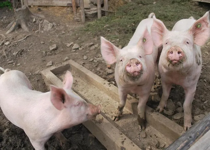 Ferienhuette Zetzhirsch 公寓 魏茨