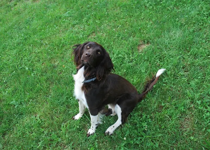 公寓 Ferienhuette Zetzhirsch *